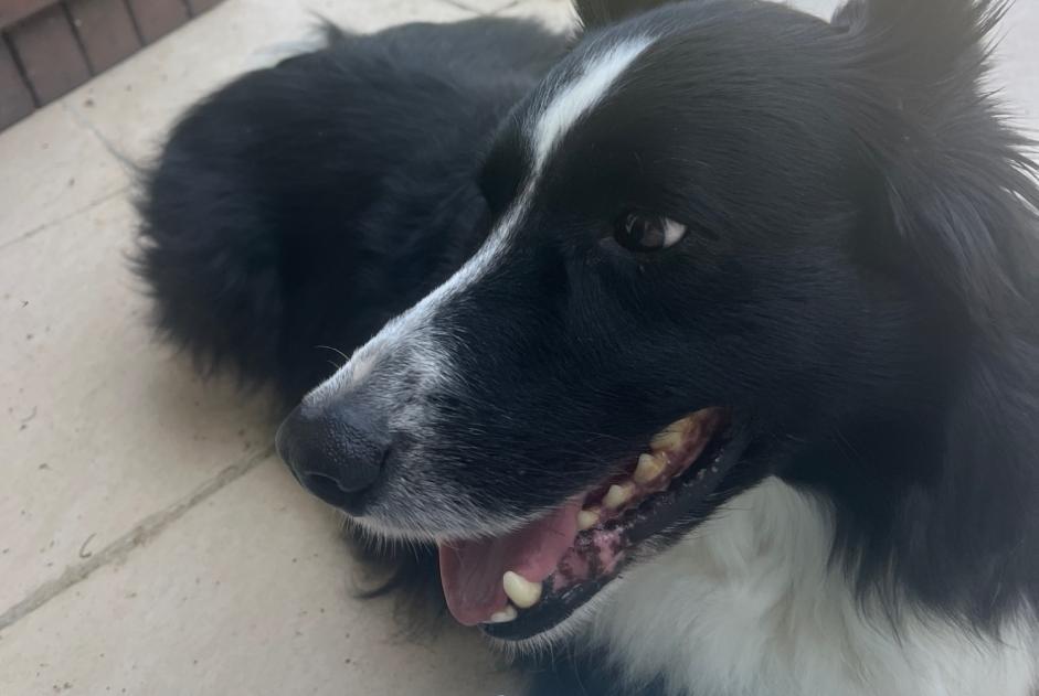 Alerta de Hallazgo Perro Desconocido Fonsorbes Francia Alerta de Hallazgo Perro Desconocido Fonsorbes Francia