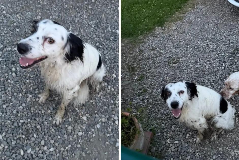 Alerta de Desaparición Perro cruce  Macho , 3 años Mane Francia