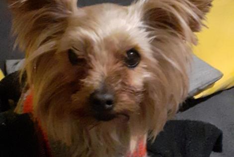 Alerte Disparition Chien Femelle , 9 ans Villefranche-de-Lauragais France Alerte Disparition Chien Femelle , 9 ans Villefranche-de-Lauragais France