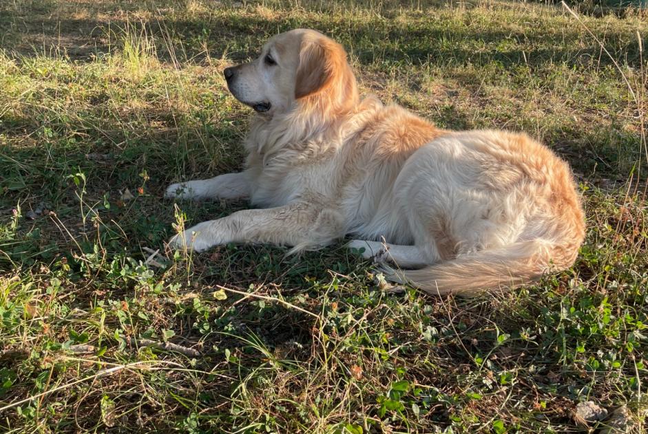 Alerte Découverte Chien  Mâle Flourens France