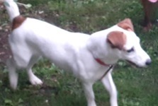 Alerte Disparition Chien Femelle , 9 ans Labarthe-sur-Lèze France Alerte Disparition Chien Femelle , 9 ans Labarthe-sur-Lèze France