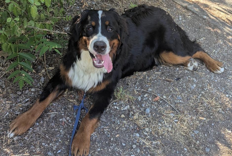 Alerte Disparition Chien Mâle , 1 ans Toulouse France Alerte Disparition Chien Mâle , 1 ans Toulouse France