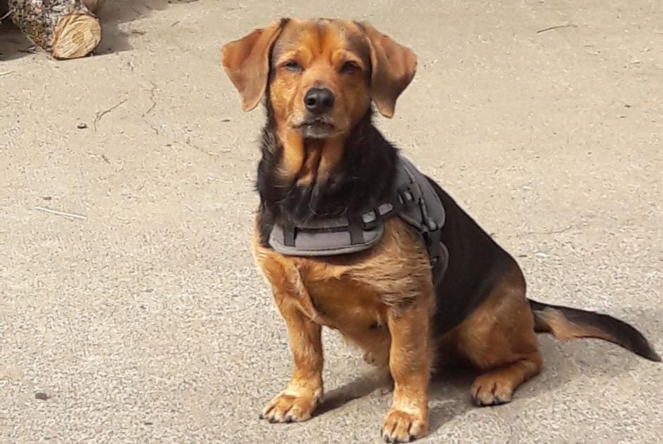 Avviso scomparsa Cane incrocio di razze  Maschio , 10 anni Mont-de-Galié Francia