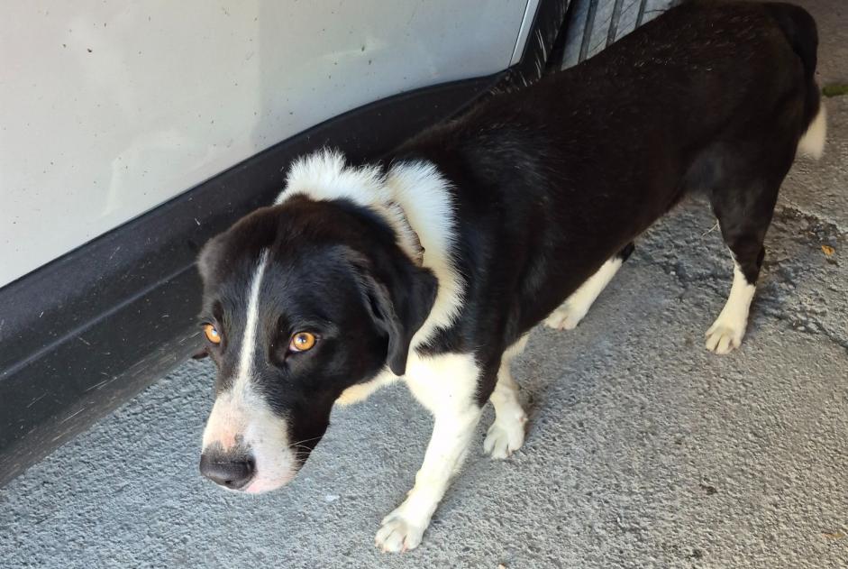 Avviso Ritrovamento Cane Maschio Labarthe-Rivière Francia Avviso Ritrovamento Cane Maschio Labarthe-Rivière Francia