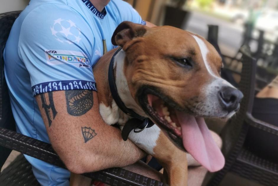 Avviso scomparsa Cane Maschio , 7 anni Toulouse Francia Avviso scomparsa Cane Maschio , 7 anni Toulouse Francia