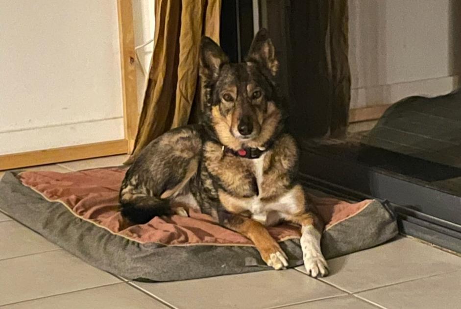 Verdwijningsalarm Hond rassenvermenging  Vrouwtje , 8 jaar Toulouse Frankrijk